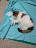 Kalipest My cat Kali being a pest